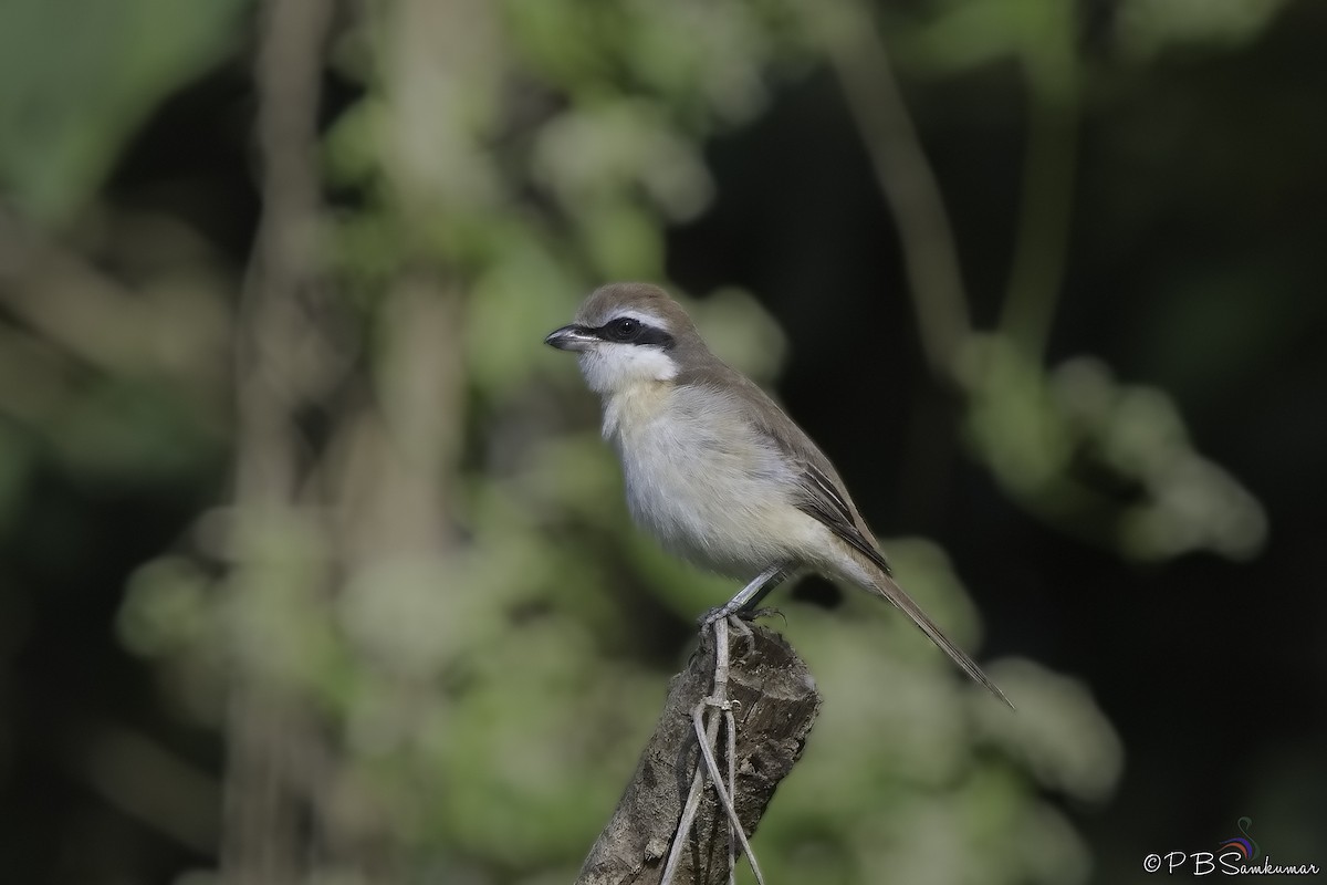 Brown Shrike - ML79727961