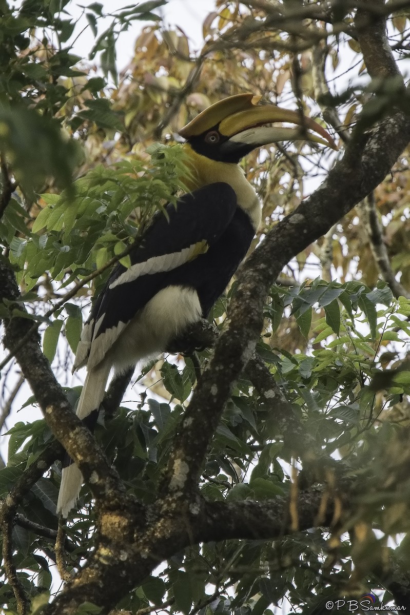 Great Hornbill - ML79728001