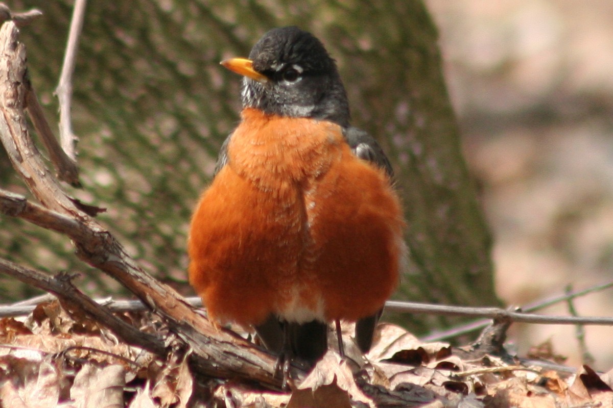 American Robin - ML79728341