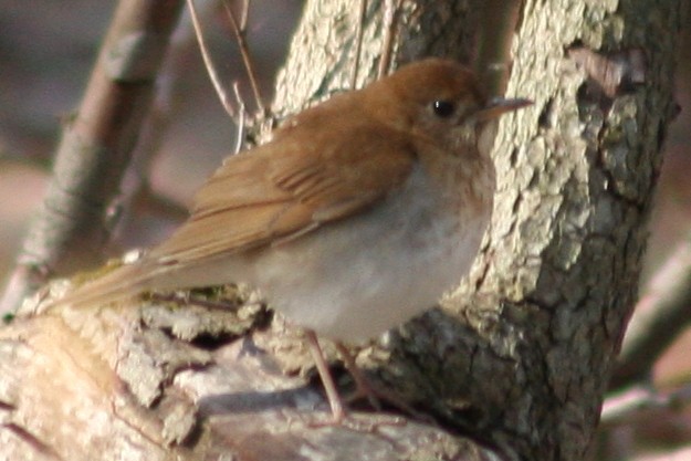 Veery - ML79728491