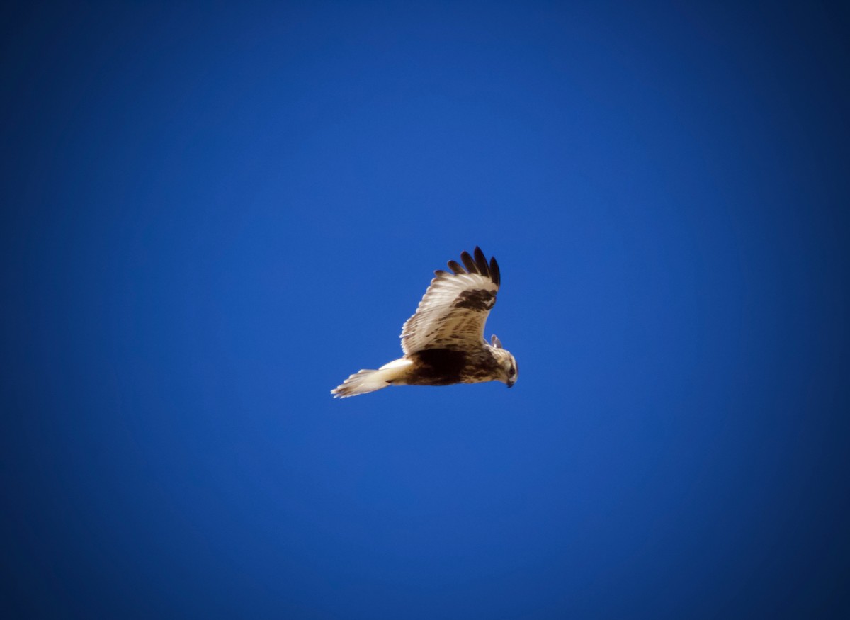 Rough-legged Hawk - ML79728701