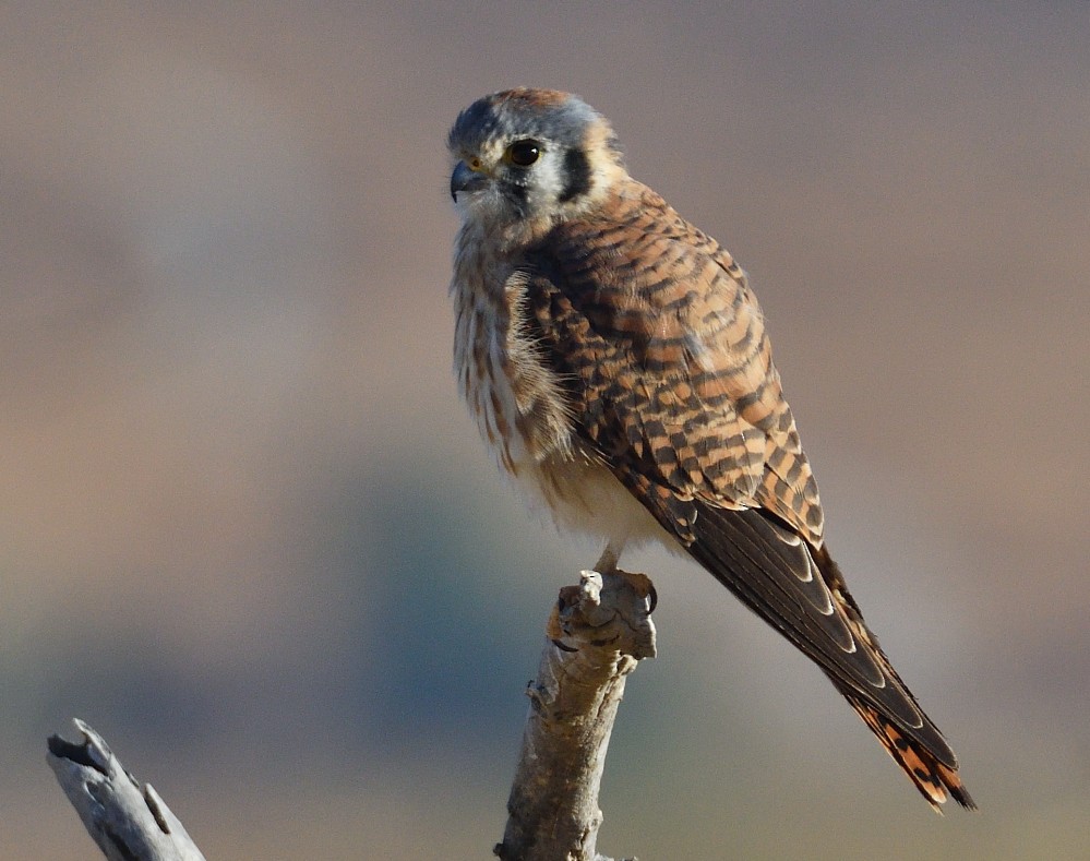 American Kestrel - Roy Fisher