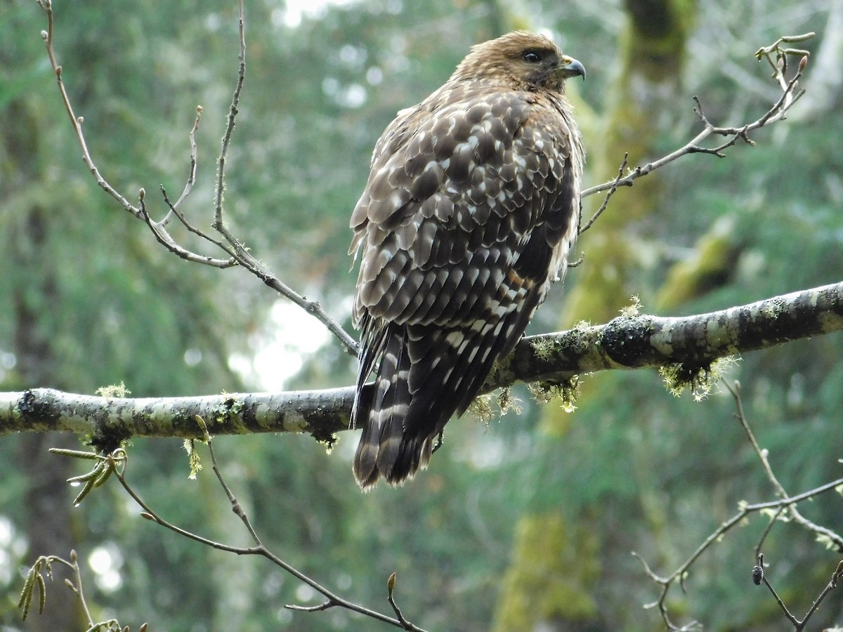 Red-shouldered Hawk - ML79729181