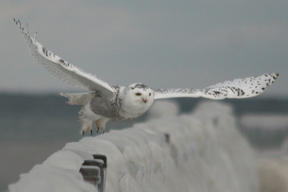 Snowy Owl - Kenny Frisch