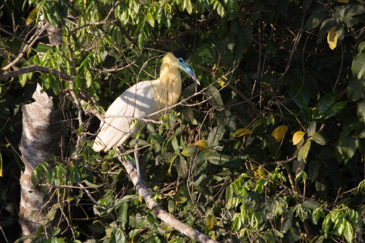 Capped Heron - ML79730991