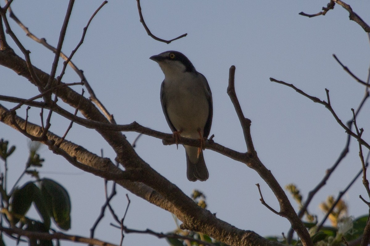 Hooded Tanager - ML79731051