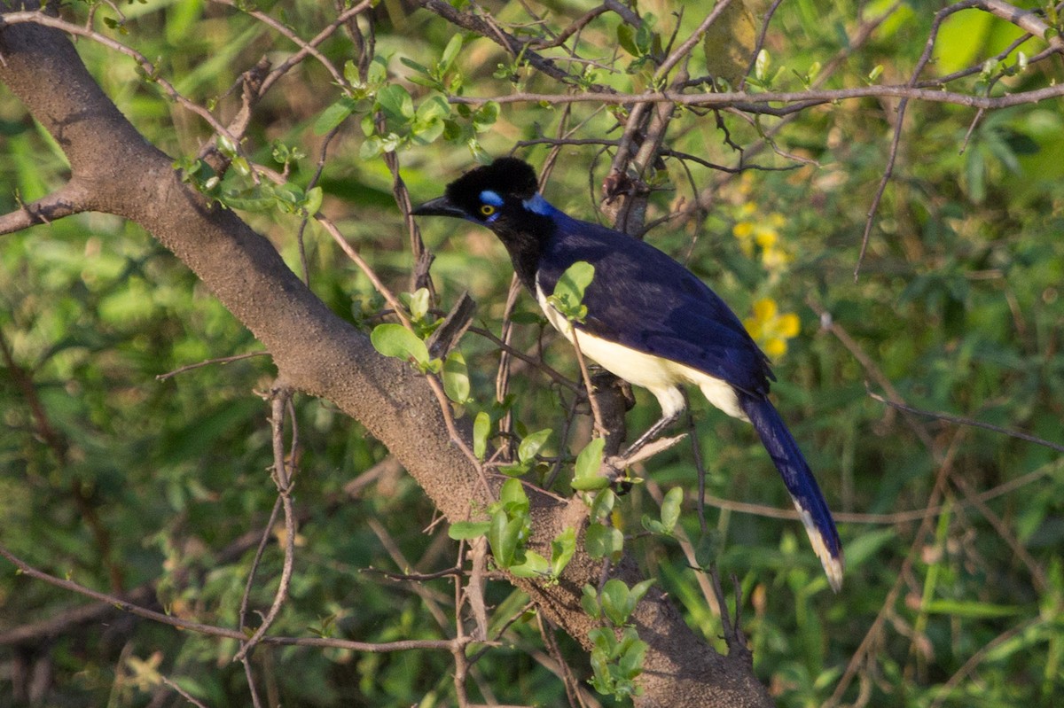 Plush-crested Jay - ML79731101