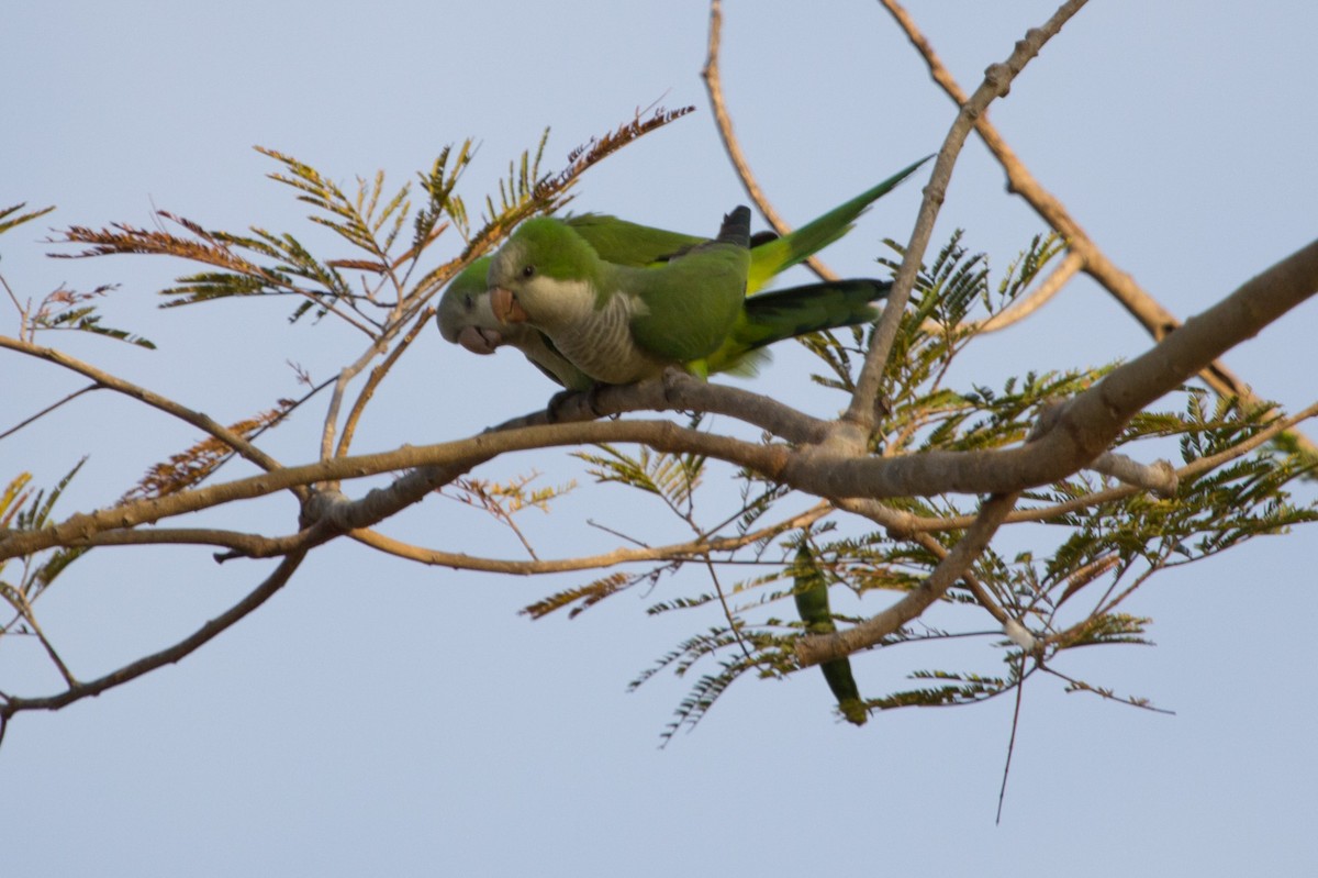 Monk Parakeet - Lindy Fung