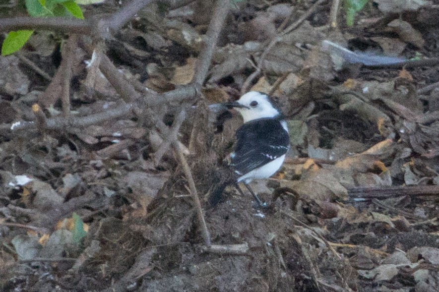 Black-backed Water-Tyrant - Lindy Fung