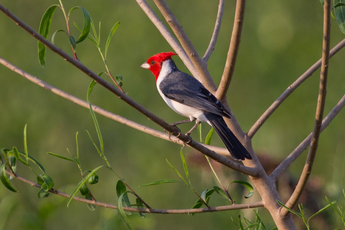 Red-crested Cardinal - Lindy Fung