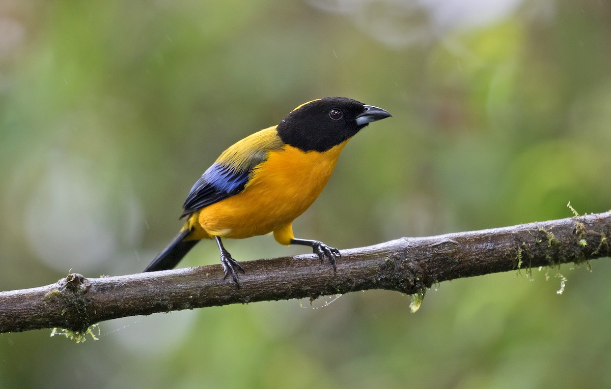 Black-chinned Mountain Tanager - Sam Woods/Tropical Birding Tours