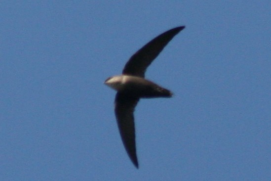 Chimney Swift - ML79732841