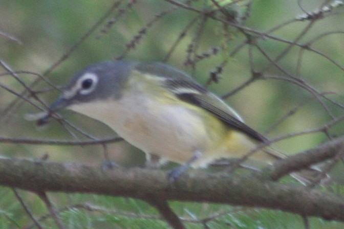 Vireo Solitario - ML79732871