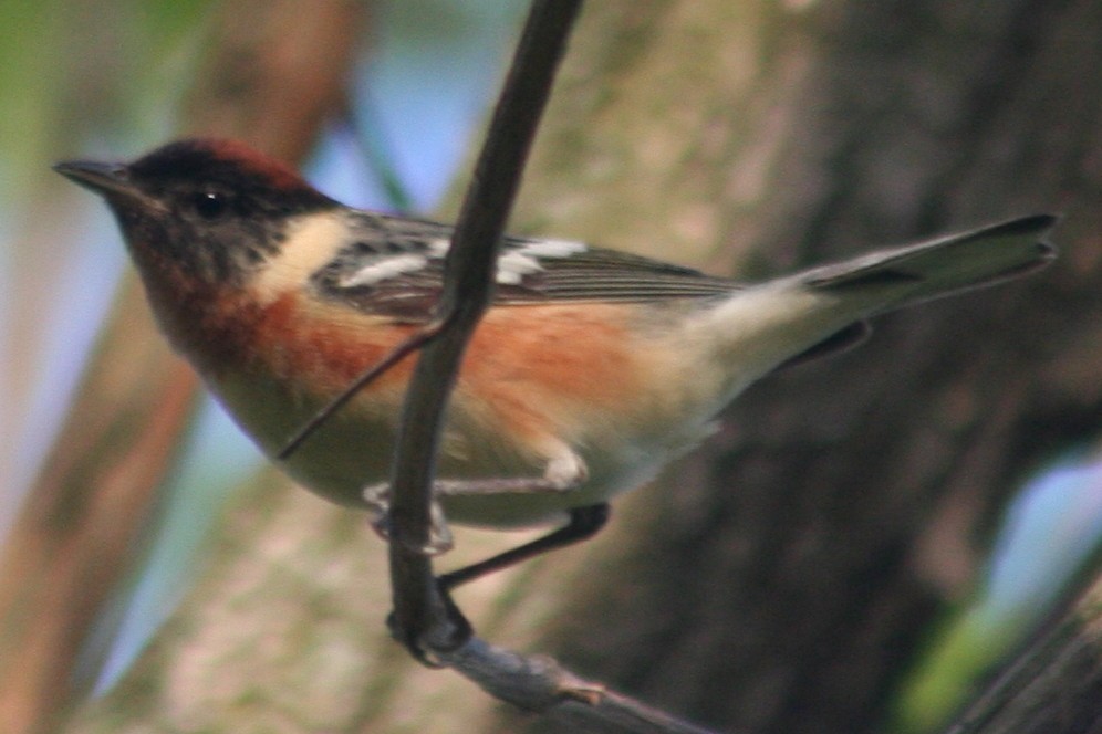 Bay-breasted Warbler - ML79732971