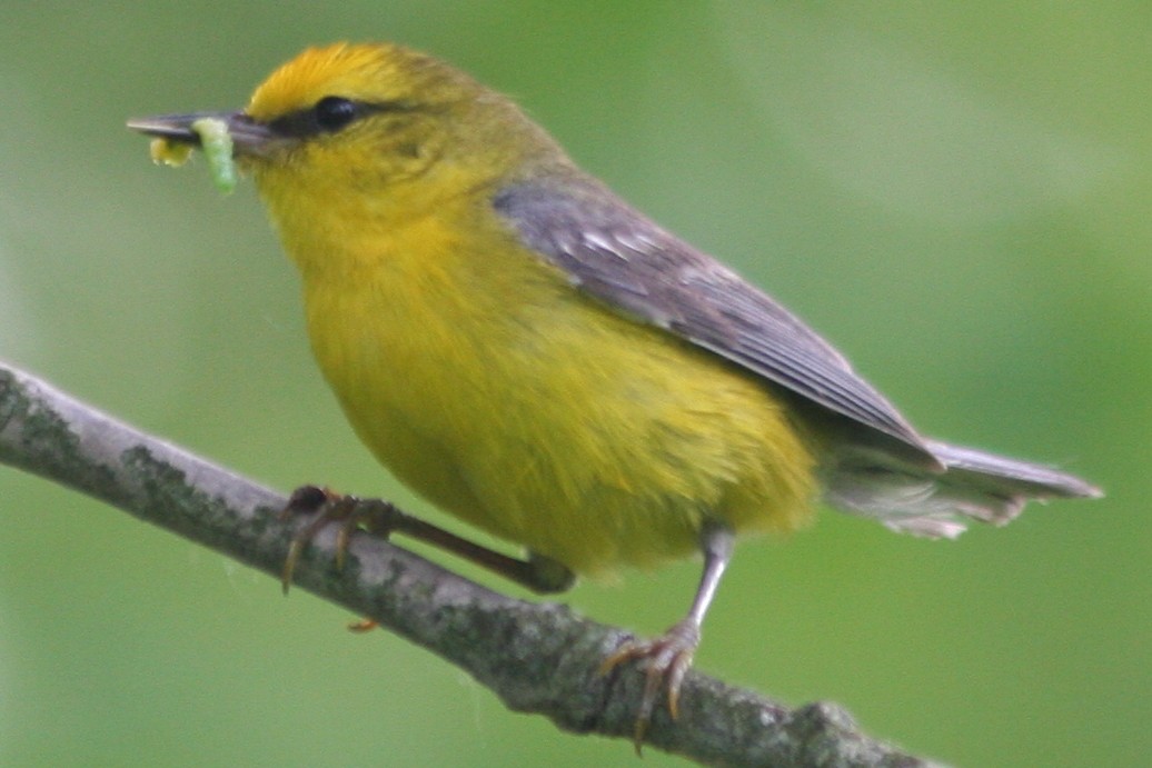 Blue-winged Warbler - ML79733641