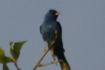 Indigo Bunting - ML79733651