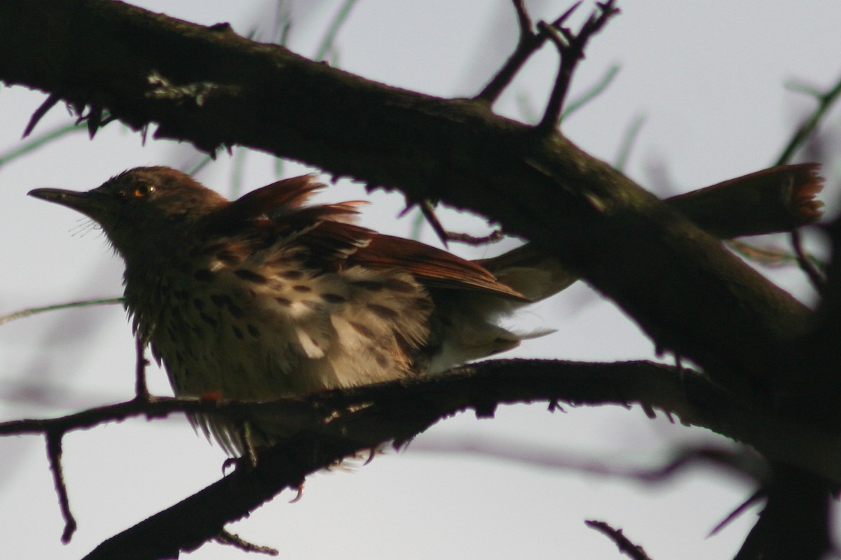 Brown Thrasher - ML79733701