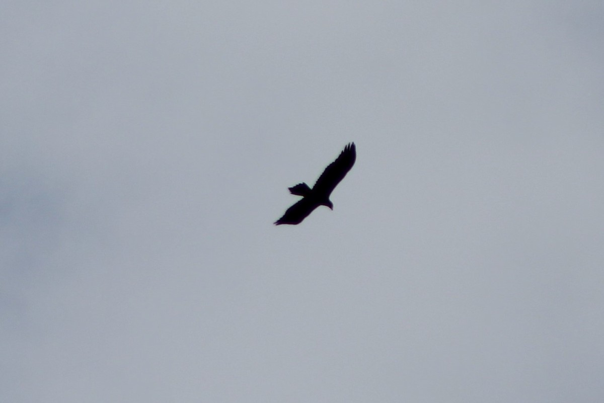 Wedge-tailed Eagle - ML79735381