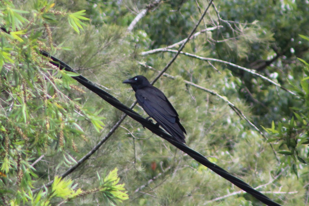 Torresian Crow - ML79735981