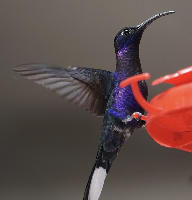 kolibřík fialkový - ML79737171