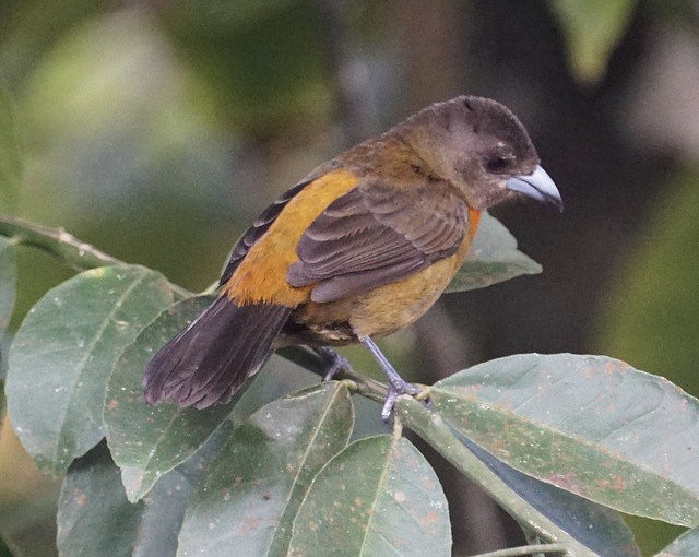 rødgumptanagar (costaricensis) (costaricatanagar) - ML79737351