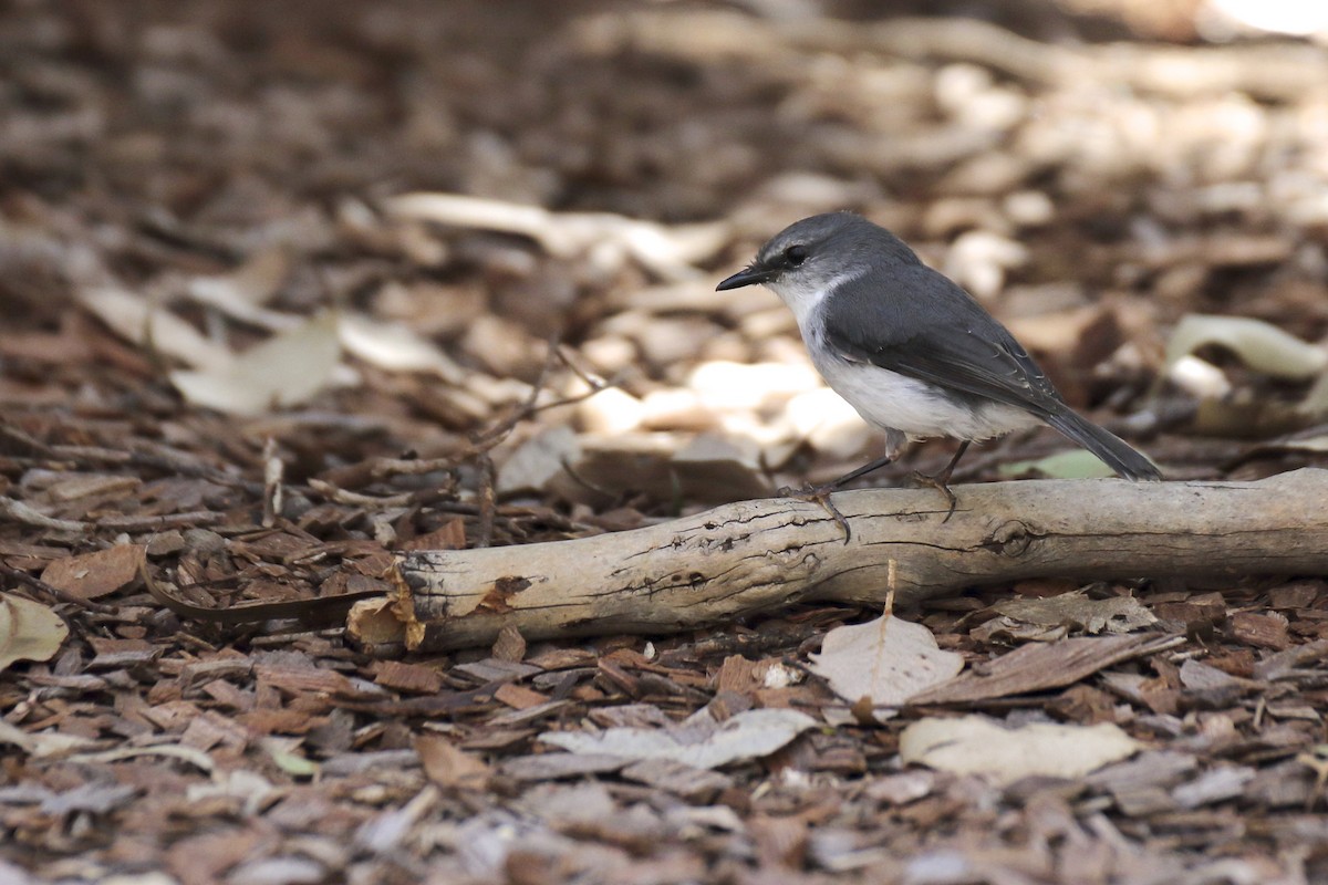 White-breasted Robin - Chris Barnes