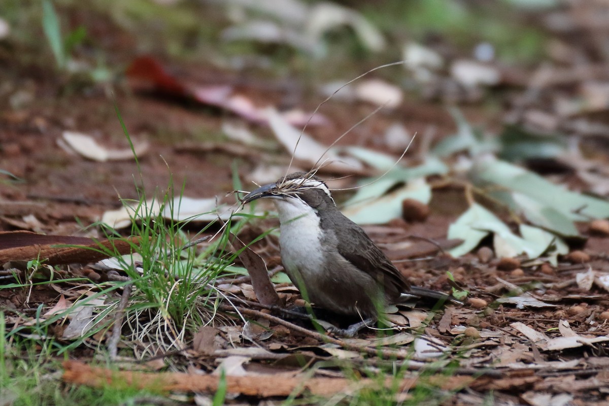 White-browed Babbler - ML79738181