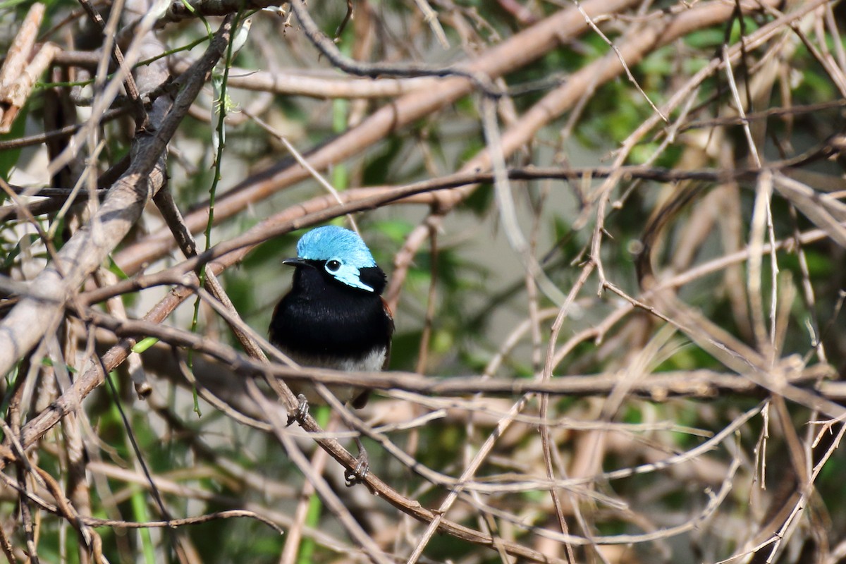 Red-winged Fairywren - ML79738661