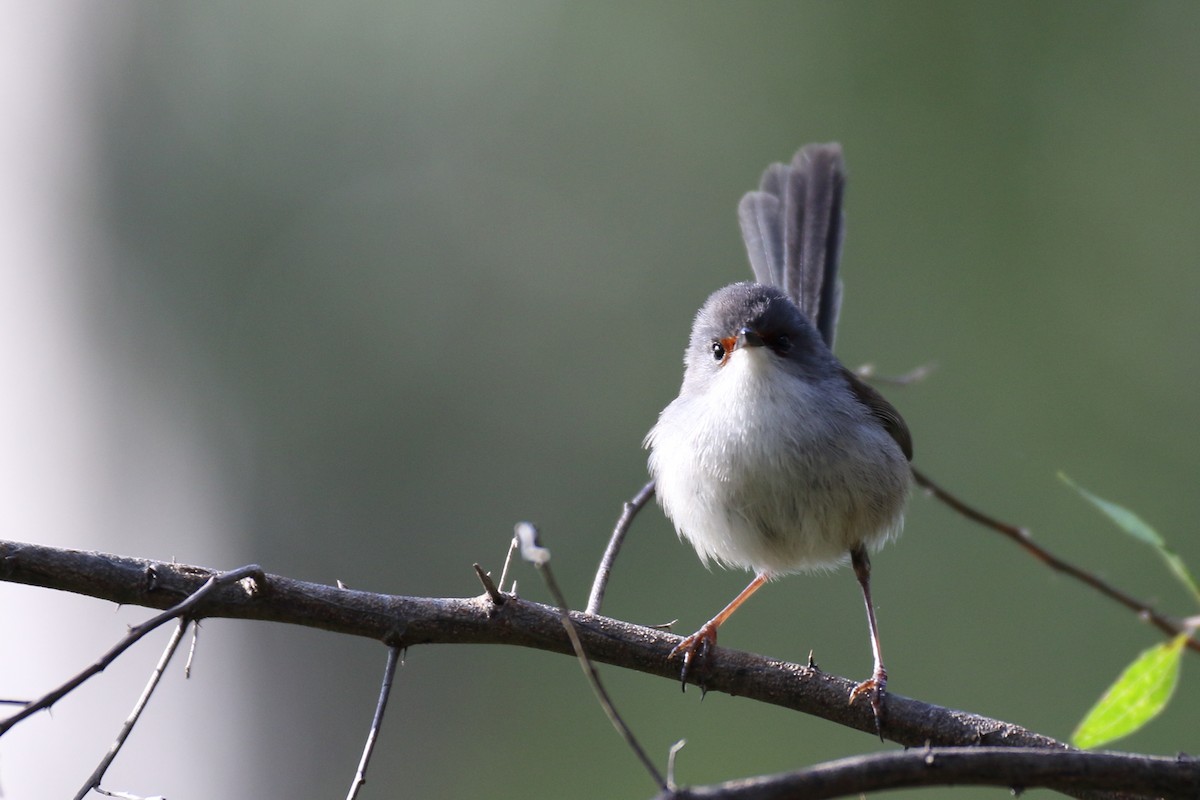 Red-winged Fairywren - ML79738671