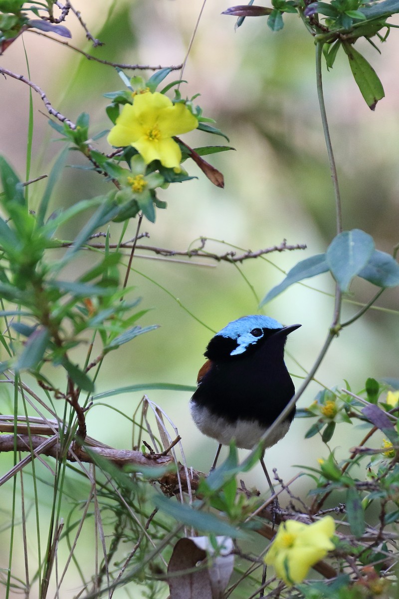 Red-winged Fairywren - ML79738761