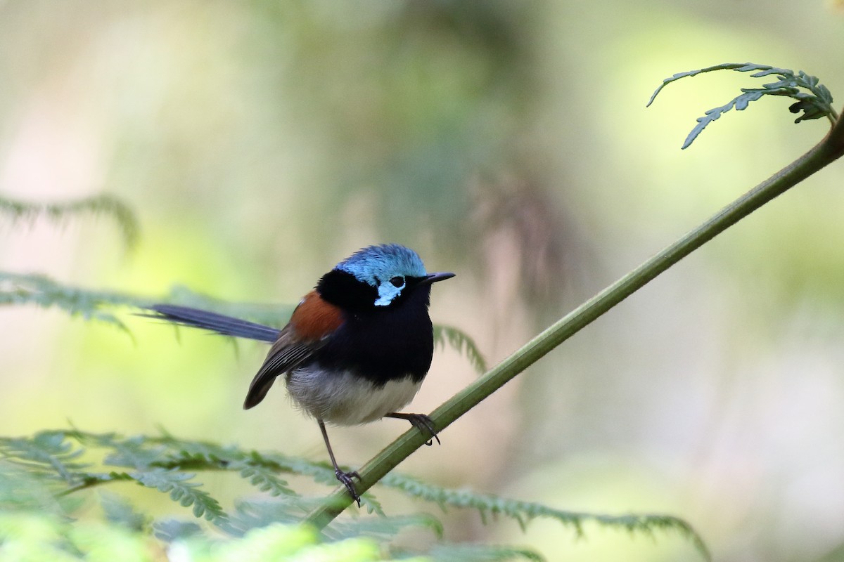 Red-winged Fairywren - Chris Barnes