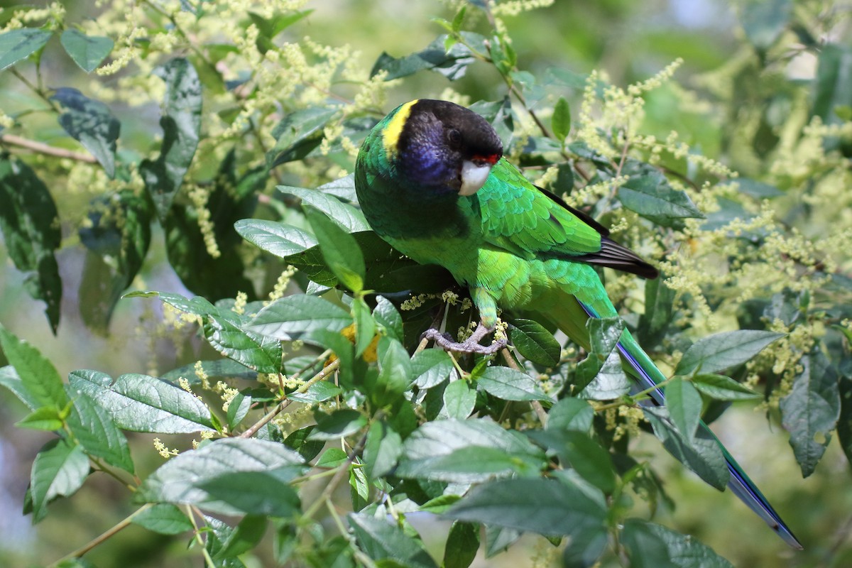 Perico de Port Lincoln (semitorquatus) - ML79738871