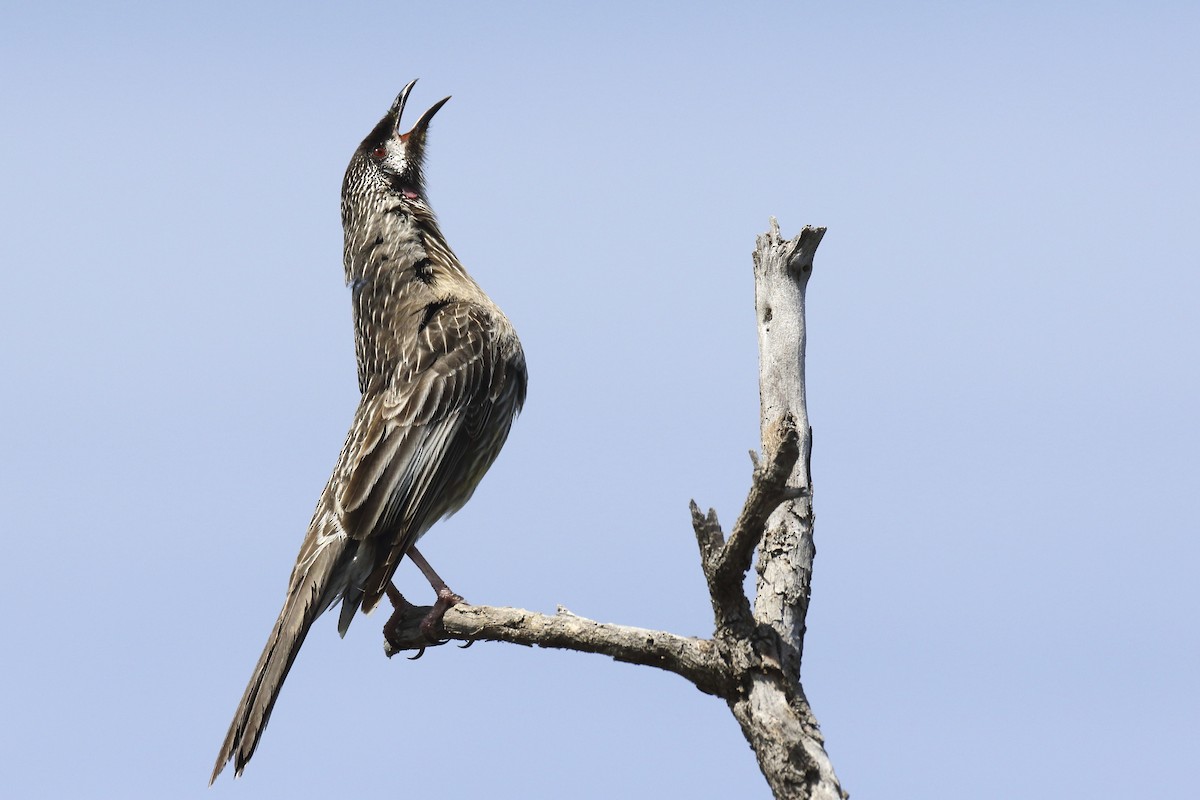 Red Wattlebird - Chris Barnes