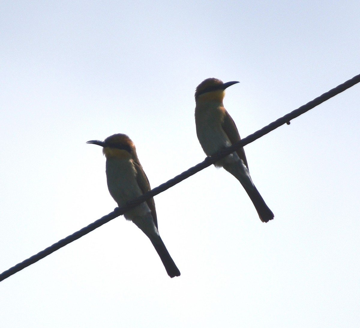 Rainbow Bee-eater - ML79742201