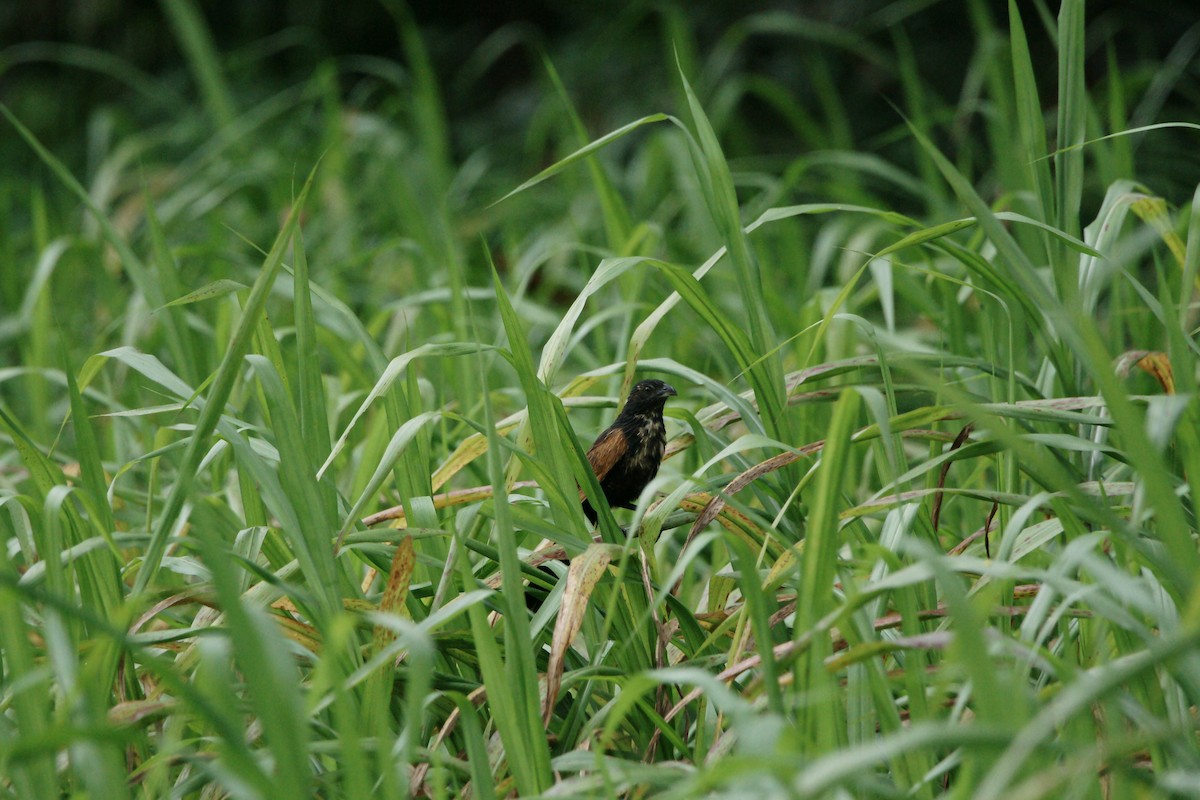 Lesser Coucal - ML79742601