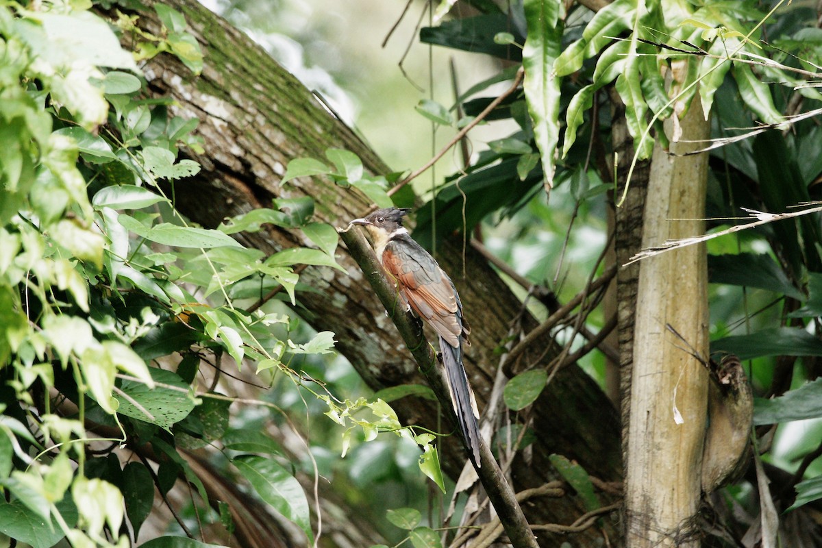 Chestnut-winged Cuckoo - ML79742631