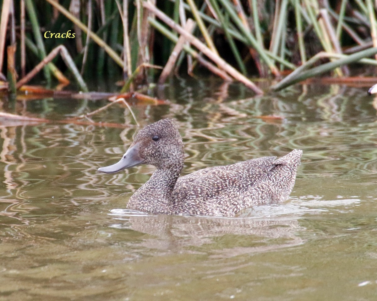 Freckled Duck - ML79743251