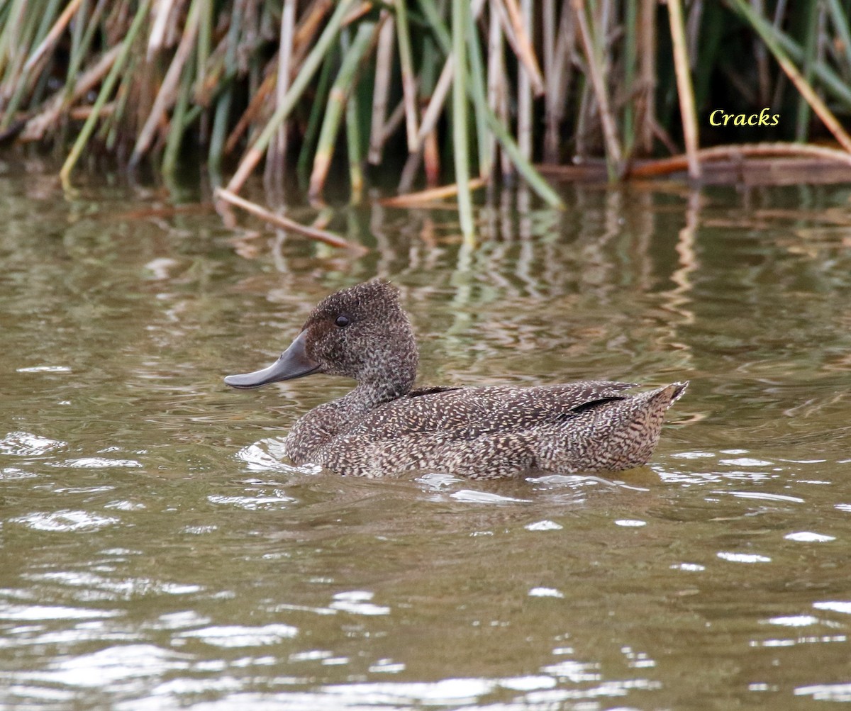 Freckled Duck - ML79743271