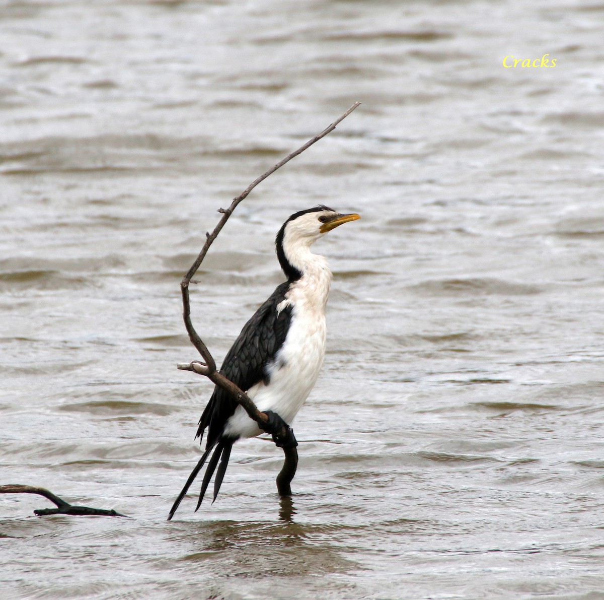 Little Pied Cormorant - ML79743451