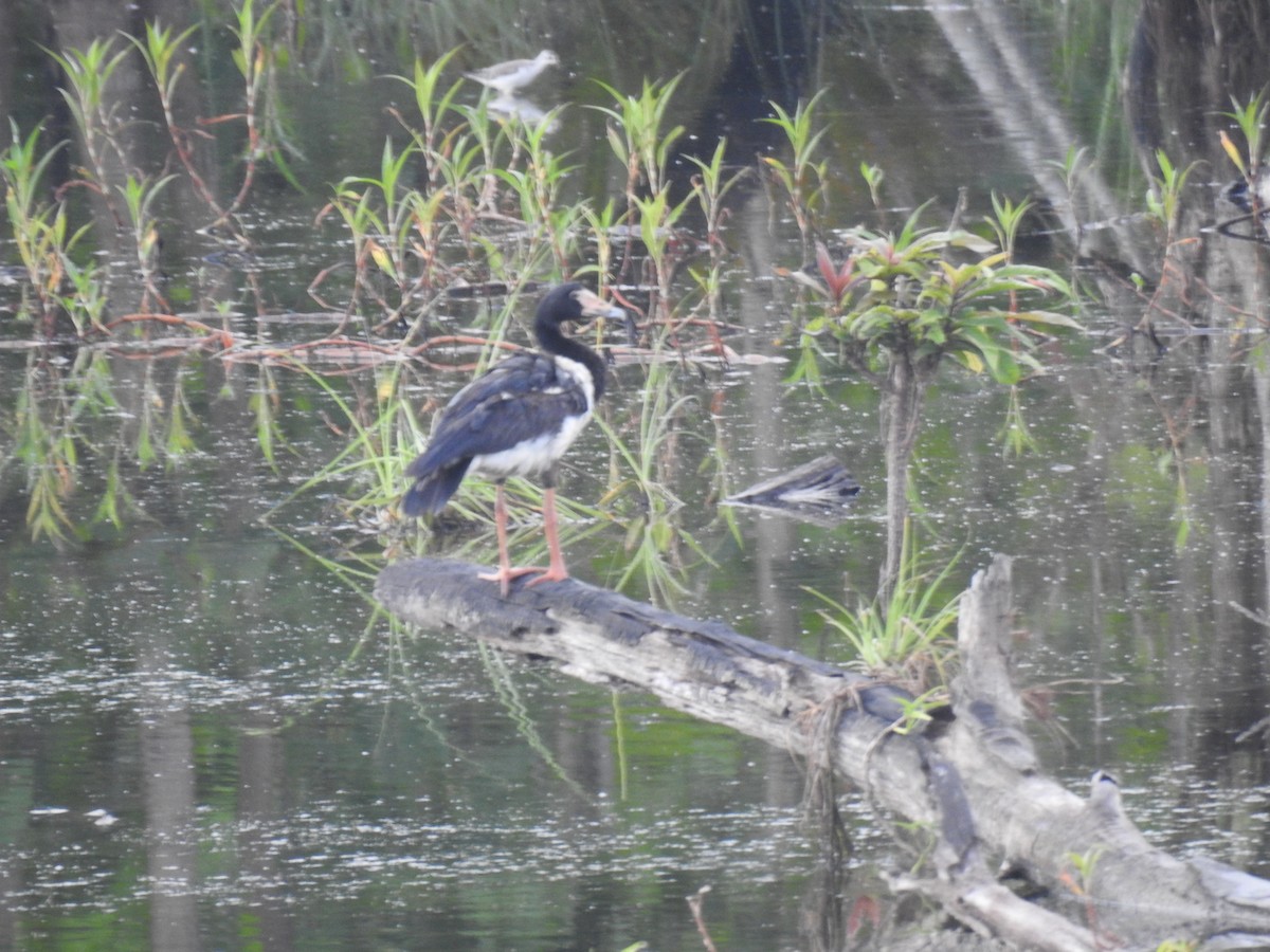 Magpie Goose - ML79747091