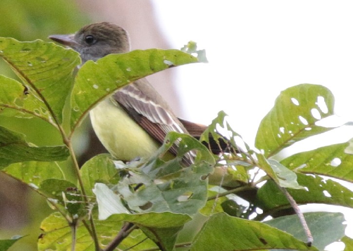 Brown-crested Flycatcher - ML79747351