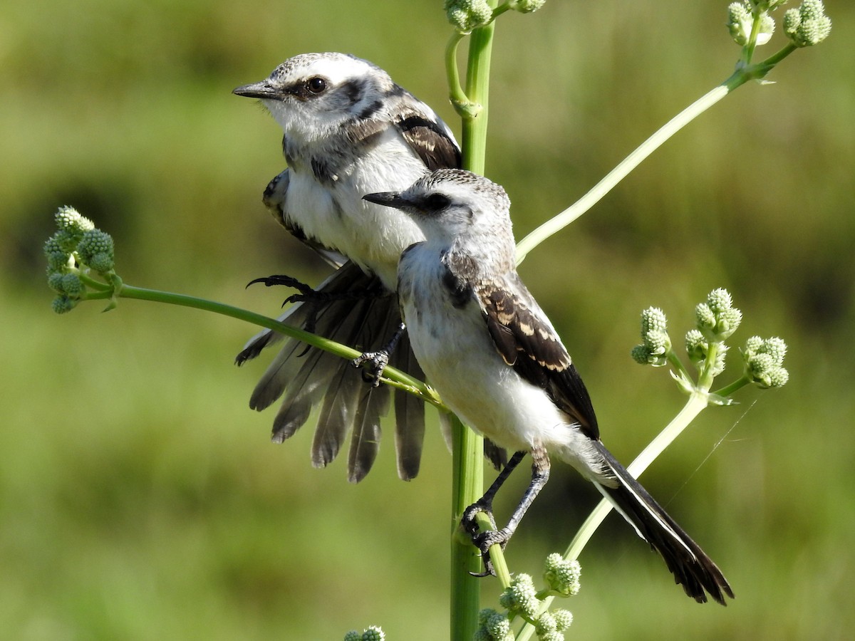 Black-and-white Monjita - Carlos Crocce