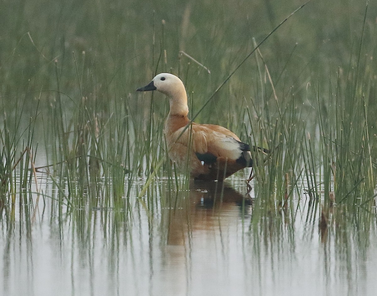 Ruddy Shelduck - ML79750391