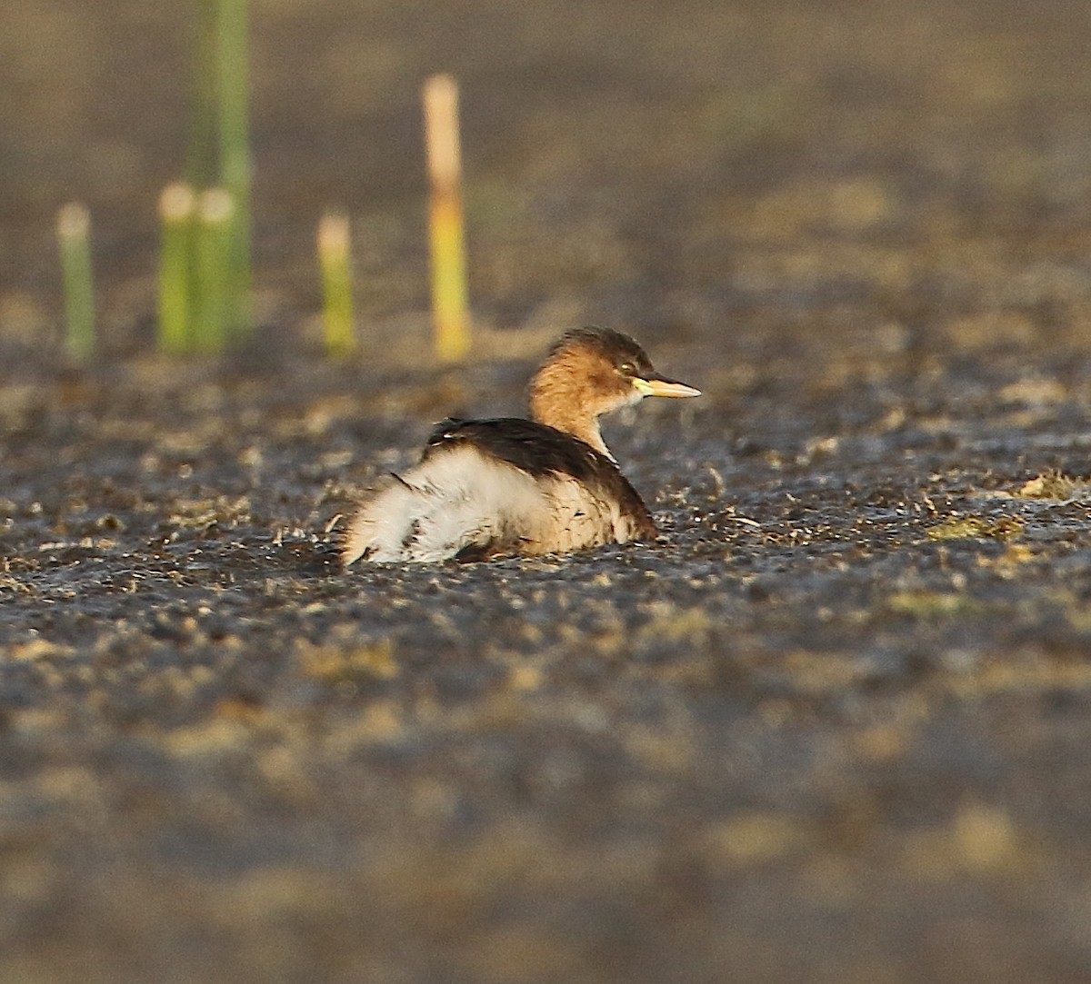 Little Grebe - ML79750481