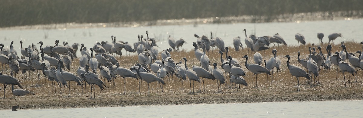 Demoiselle Crane - ML79750971