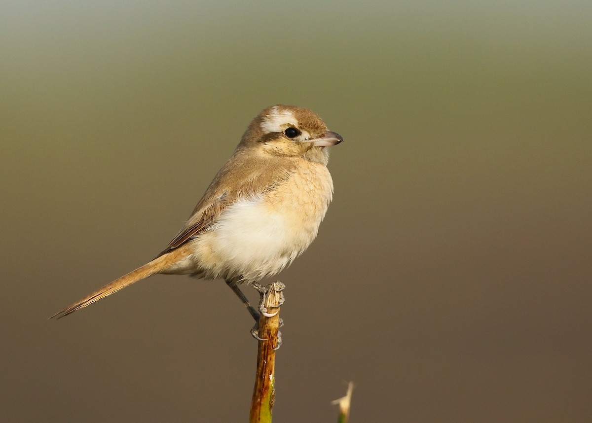 Isabelline Shrike - ML79751191