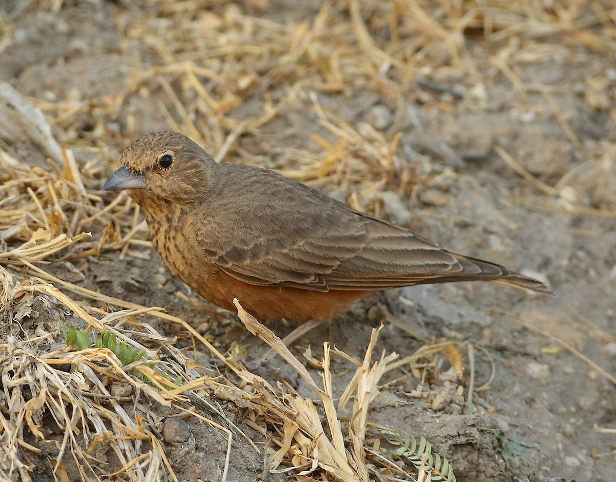 Rufous-tailed Lark - ML79751691