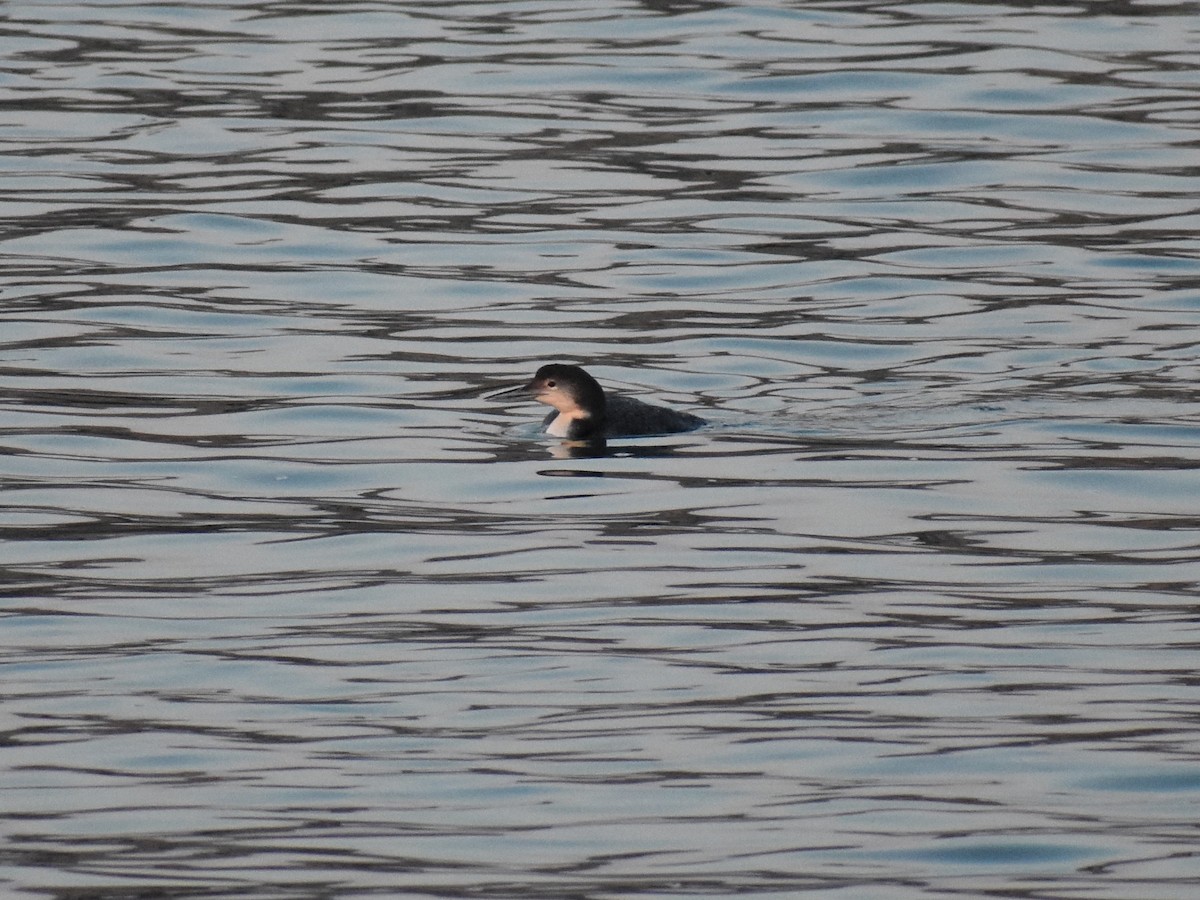 Common Loon - Weston Smith