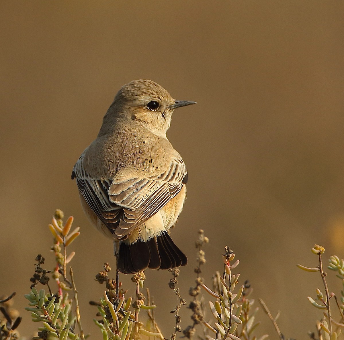 Desert Wheatear - ML79752451