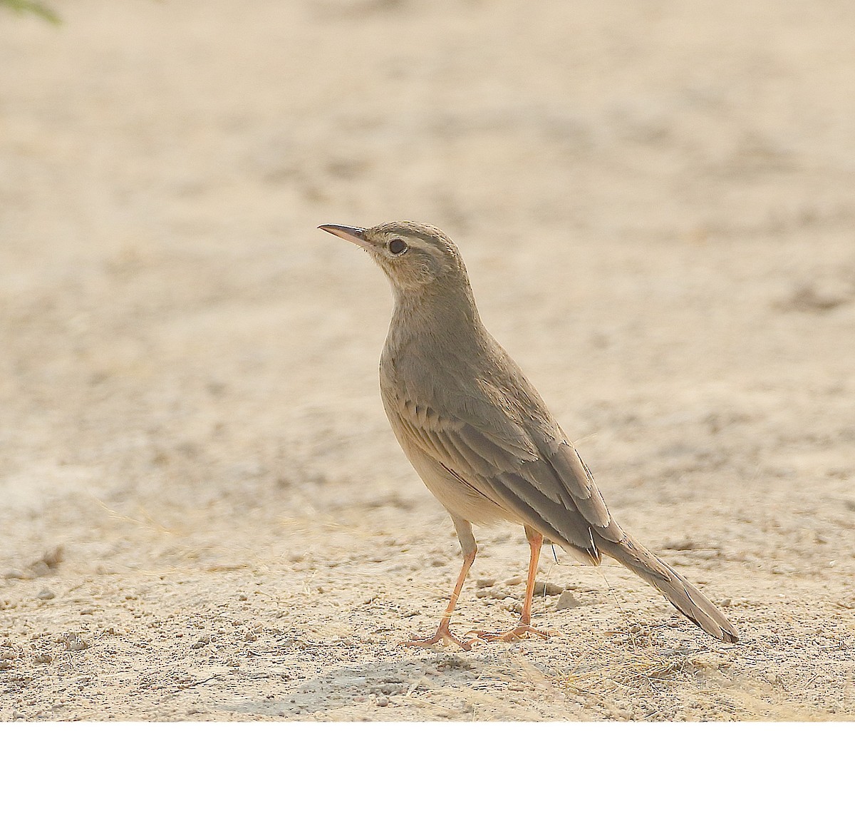 Long-billed Pipit - Savio Fonseca (www.avocet-peregrine.com)